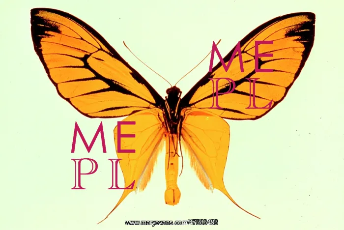 : Ornithoptera paradisea, birdwing butterfly : Ornithoptera paradisea, birdwing butterfly