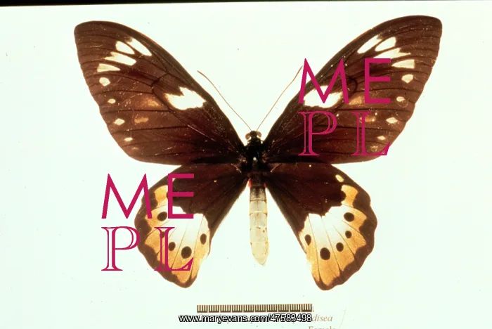 : Ornithoptera paradisea, birdwing butterfly : Ornithoptera paradisea, birdwing butterfly