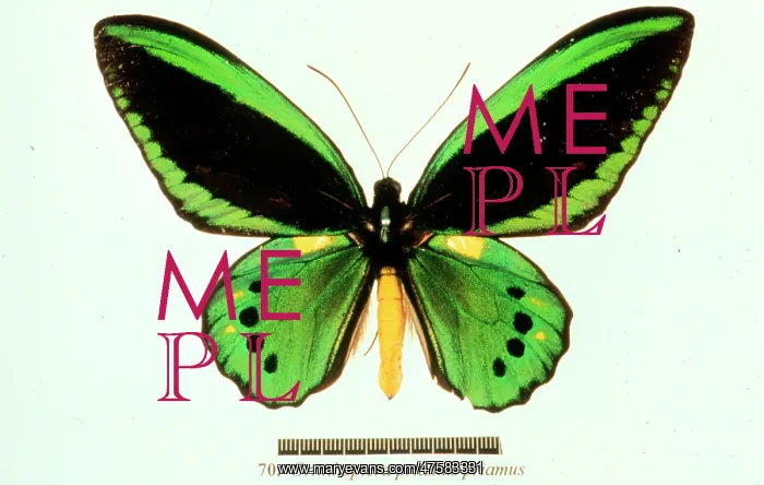 : Ornithoptera priamus, birdwing butterfly : Ornithoptera priamus, birdwing butterfly