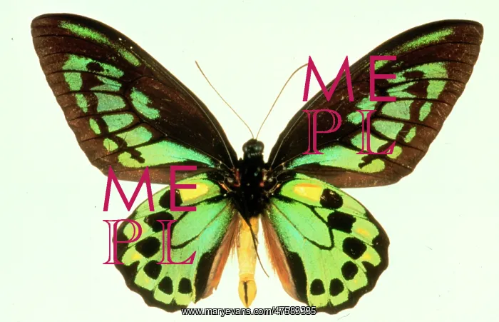 : Ornithoptera priamus, birdwing butterfly : Ornithoptera priamus, birdwing butterfly