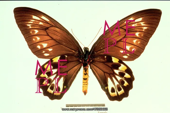 : Ornithoptera priamus, birdwing butterfly : Ornithoptera priamus, birdwing butterfly