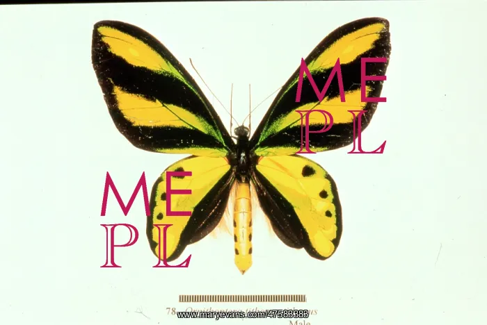 : Ornithoptera tithonus, birdwing butterfly : Ornithoptera tithonus, birdwing butterfly