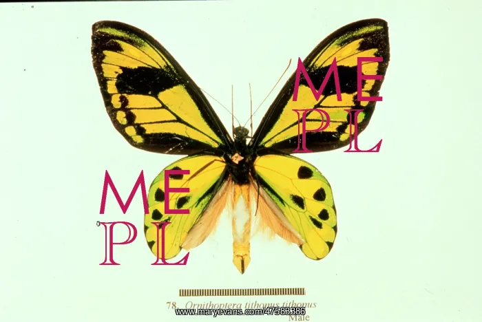  : Ornithoptera tithonus, birdwing butterfly