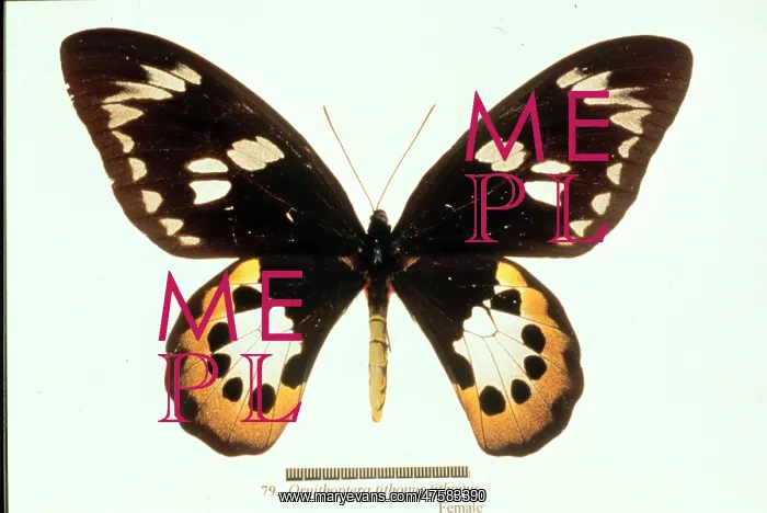 : Ornithoptera tithonus, birdwing butterfly : Ornithoptera tithonus, birdwing butterfly