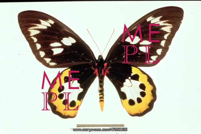 : Ornithoptera tithonus, birdwing butterfly : Ornithoptera tithonus, birdwing butterfly