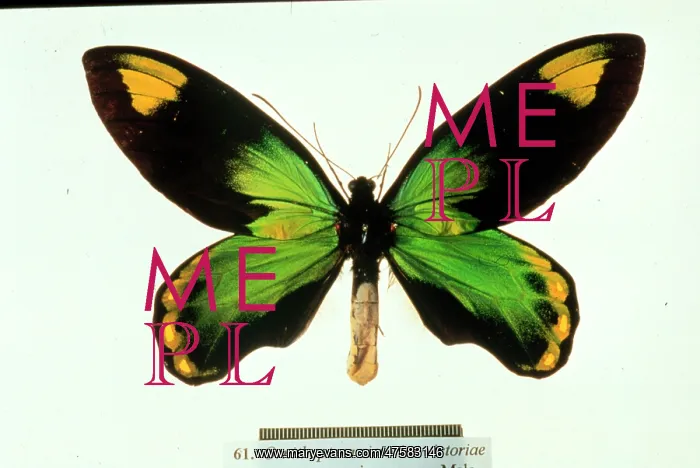 : Ornithoptera victoriae, birdwing butterfly : Ornithoptera victoriae, birdwing butterfly