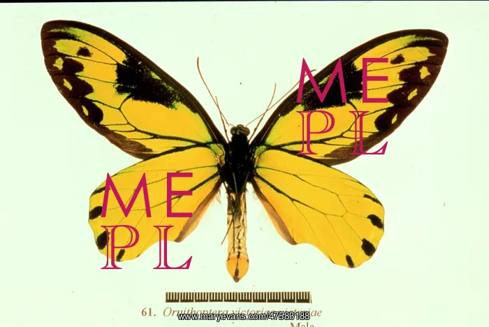  : Ornithoptera victoriae, birdwing butterfly
