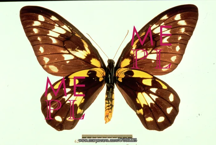 : Ornithoptera victoriae, birdwing butterfly : Ornithoptera victoriae, birdwing butterfly