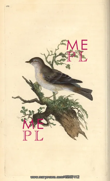 : Orphean warbler, Sylvia hortensis, or greater pettychaps : Orphean warbler, Sylvia hortensis, or greater pettychaps