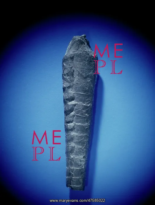 : Orthoceras, nautiloid : Orthoceras, nautiloid