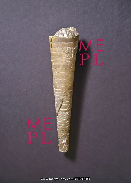 : Orthoconic nautiloid : Orthoconic nautiloid