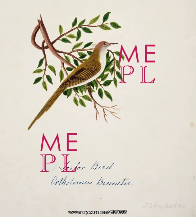 : Orthotomus sutorius, common tailorbird : Orthotomus sutorius, common tailorbird
