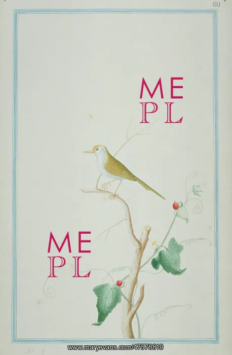 : Orthotomus sutorius, common tailorbird : Orthotomus sutorius, common tailorbird