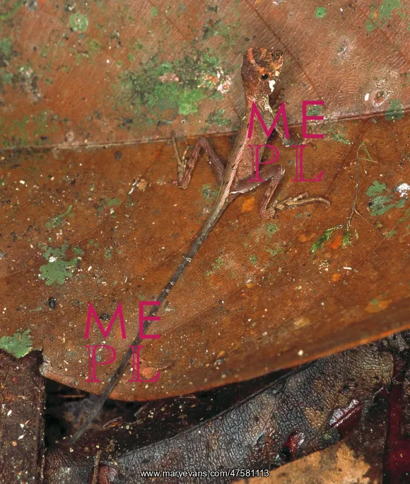 : Ortocryptis weigmani, lizard : Ortocryptis weigmani, lizard
