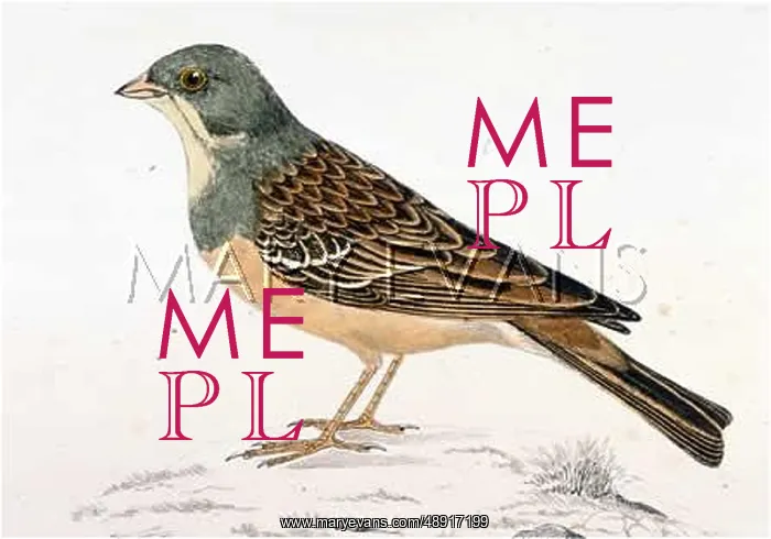  : ORTOLAN (MORRIS)