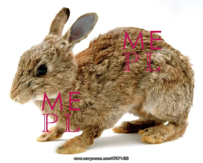 : Oryctolagus cuniculus, European rabbit : Oryctolagus cuniculus, European rabbit