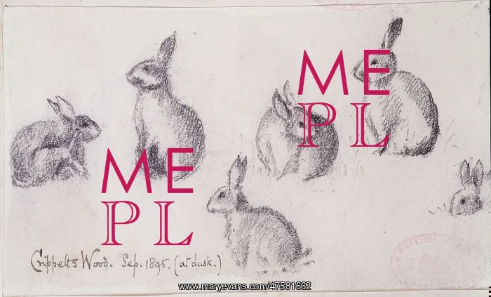 : Oryctolagus cuniculus, European rabbit : Oryctolagus cuniculus, European rabbit