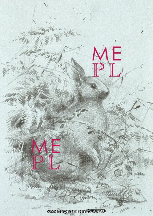 : Oryctolagus cuniculus, European rabbit : Oryctolagus cuniculus, European rabbit