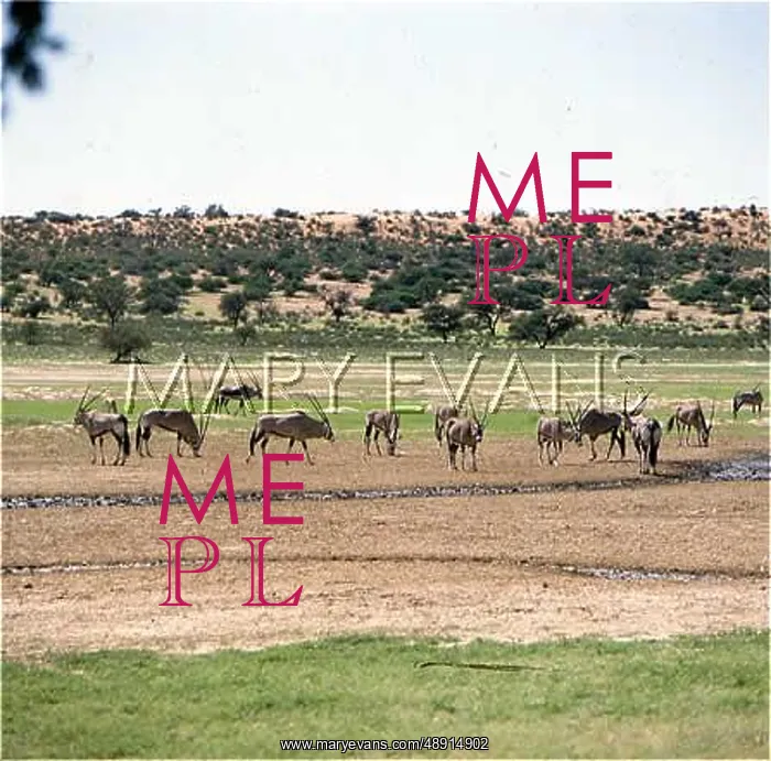 : ORYX ANTELOPES : ORYX ANTELOPES