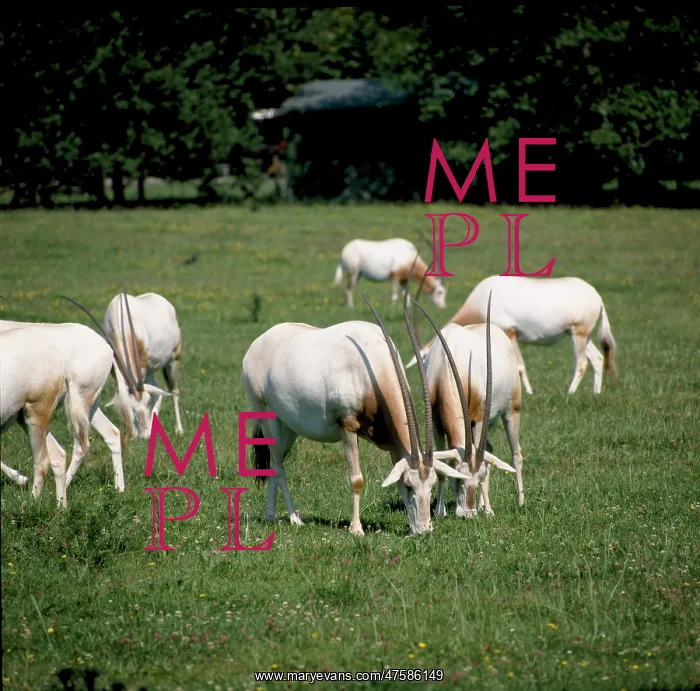 : Oryx dammah, scimitar-horned oryx : Oryx dammah, scimitar-horned oryx