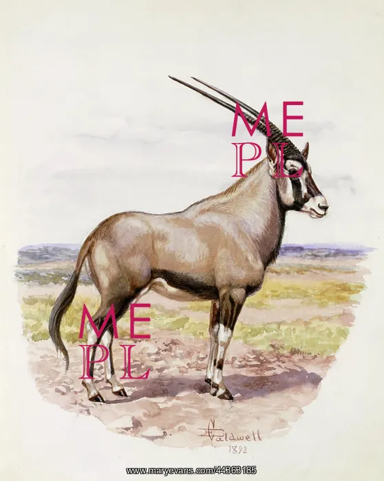 : Oryx (Gemsbok), 1898 : Oryx (Gemsbok), 1898