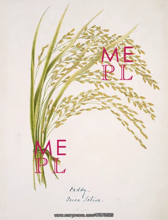 : Oryza sativa, common rice : Oryza sativa, common rice