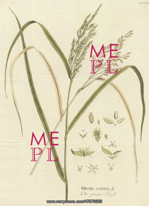 : Oryza sativa, common rice : Oryza sativa, common rice
