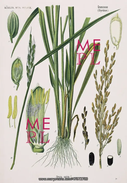 : Oryza sativa, rice : Oryza sativa, rice