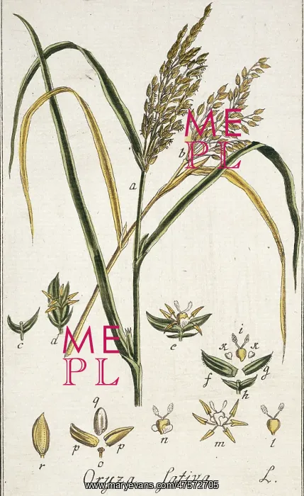 : Oryza sativa, rice : Oryza sativa, rice