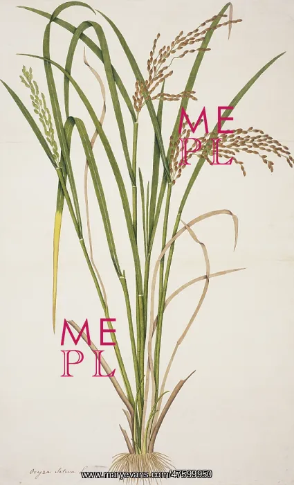 : Oryza sativa, rice : Oryza sativa, rice