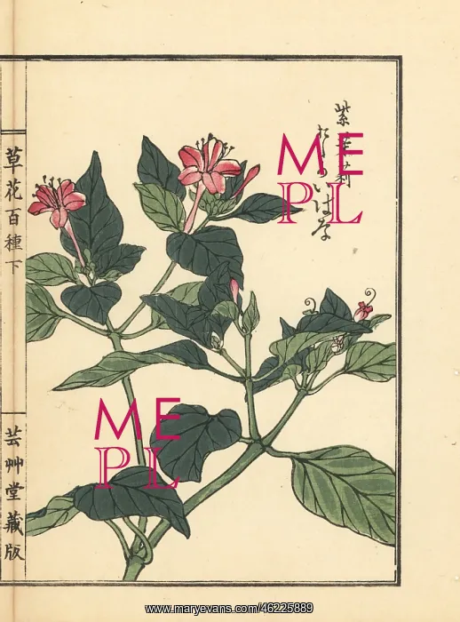 : Oshiroibana or marvel of Peru, Mirabilis jalapa : Oshiroibana or marvel of Peru, Mirabilis jalapa
