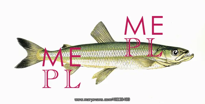 : Osmerus eperlanus, or European Smelt : Osmerus eperlanus, or European Smelt
