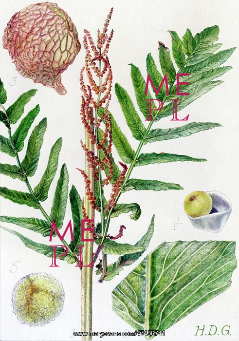  : Osmunda regalis