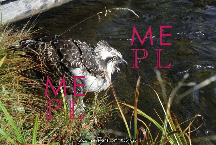 : Osprey, 1986 : Osprey, 1986