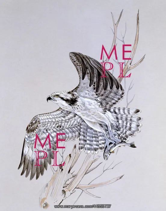 : An Osprey launches of a perch : An Osprey launches of a perch