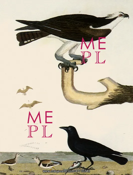 : Osprey, Sandpiper, Plover, and Fish Crow : Osprey, Sandpiper, Plover, and Fish Crow