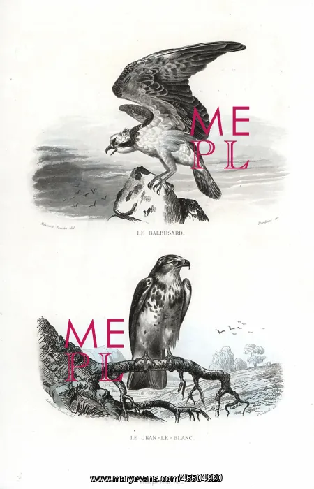 : Osprey and short-toed snake eagle : Osprey and short-toed snake eagle