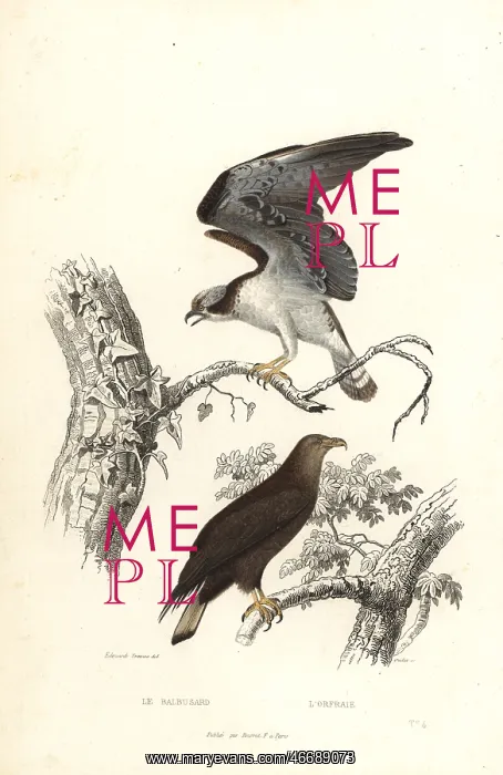 : Osprey and white-tailed eagle : Osprey and white-tailed eagle