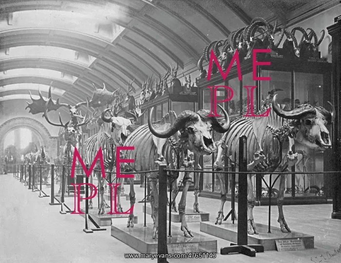 : Osteological Gallery. 5th July 1892 : Osteological Gallery. 5th July 1892