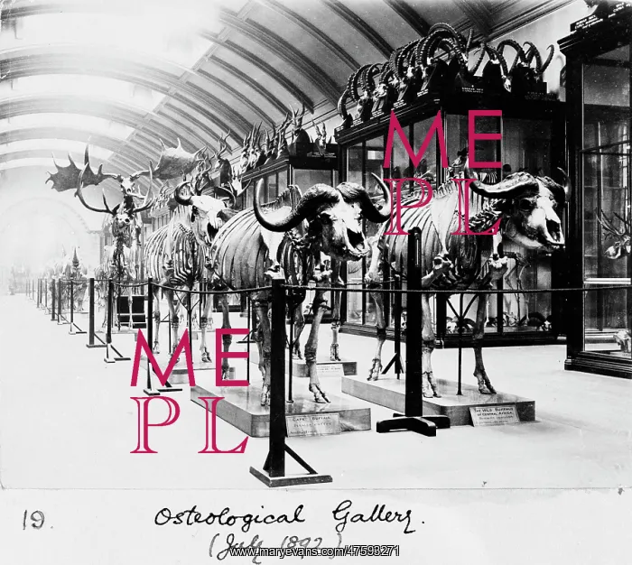 : Osteological Gallery, Natural History Museum, London, July 1 : Osteological Gallery, Natural History Museum, London, July 1