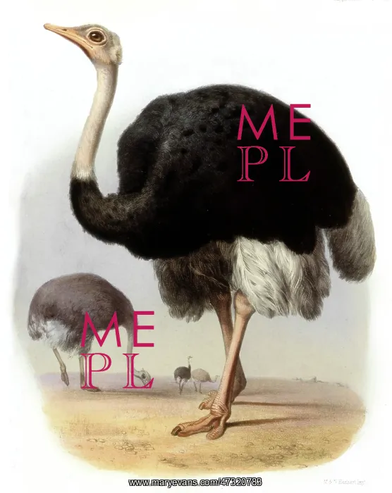  : OSTRICH. STRUTHIO CAMELUS A male ostrich