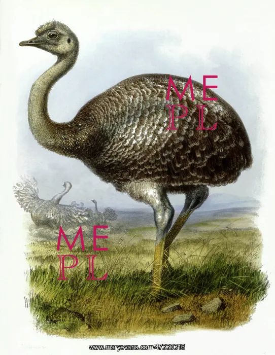: OSTRICH. RHEA DARWINII A species of American ostrich : OSTRICH. RHEA DARWINII A species of American ostrich