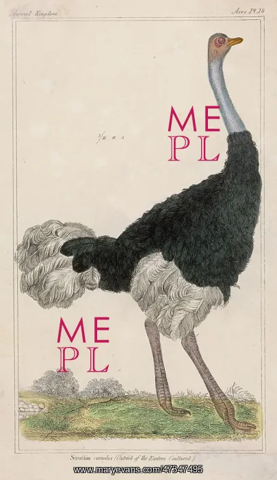  : OSTRICH. (Struthio camelus) Ostrich of the Eastern Continent