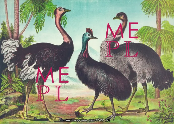  : The ostrich