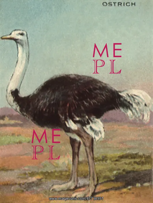  : Ostrich
