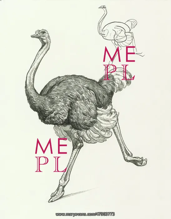 : Ostrich. Study of an ostrich - its movement and basic form : Ostrich. Study of an ostrich - its movement and basic form