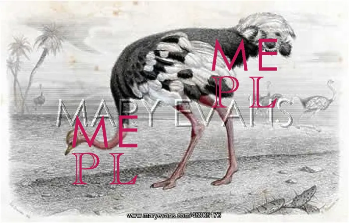 : OSTRICH. The world's largest bird. It cannot fly but can run up to 40 mph : OSTRICH. The world's largest bird. It cannot fly but can run up to 40 mph