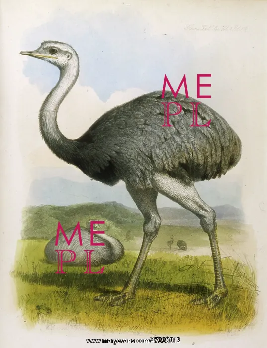 : OSTRICH (AMERICANA) : OSTRICH (AMERICANA)