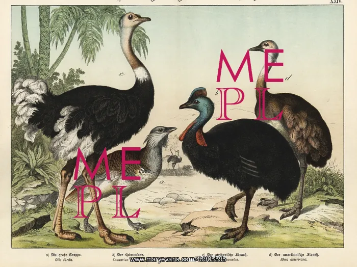 : Ostrich, bustard, cassowary and rhea : Ostrich, bustard, cassowary and rhea