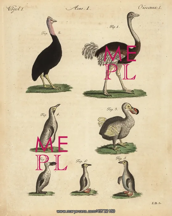 : Ostrich, cassowary, extinct dodo and penguins : Ostrich, cassowary, extinct dodo and penguins